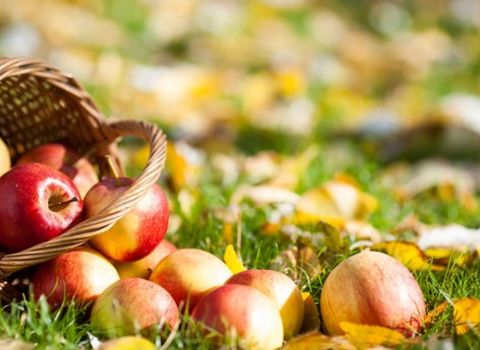 Goldener Herbstgenuss