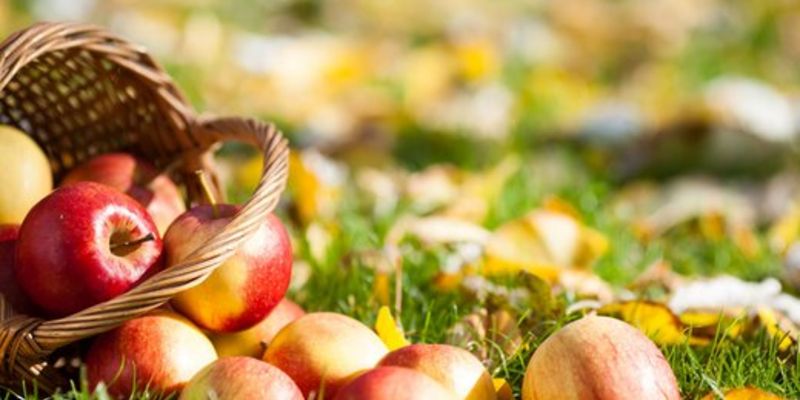 Goldener Herbstgenuss