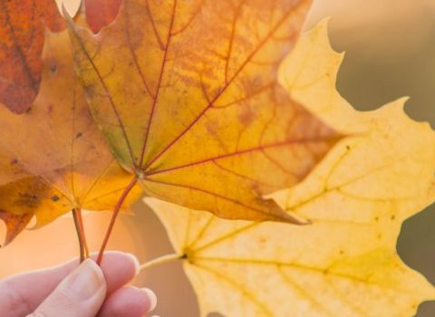 Herbst-Special  7 = 6