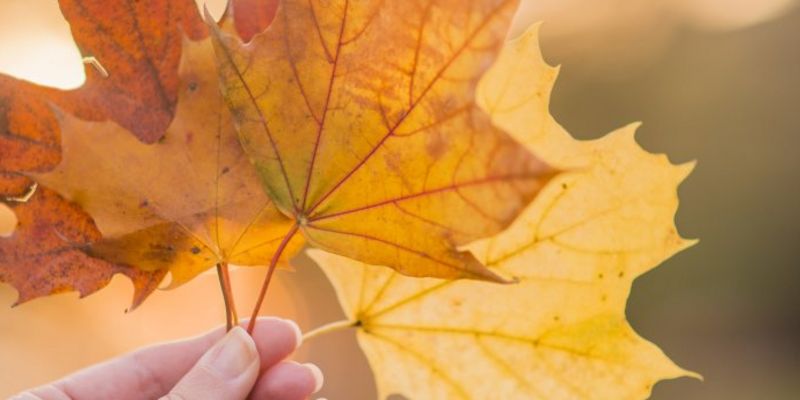 Herbst-Special  7 = 6